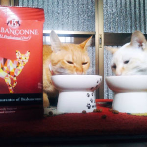 �y�u���o���\���k�z�V�j�A�L�p-50g�~3�܃Z�b�g�������T���v��