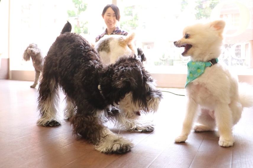 犬が元気になる わんことトレッキング Wepet プレミアムペットフード通販