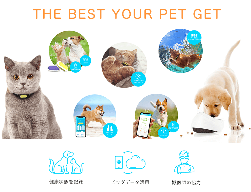 The Best Your Pet Get