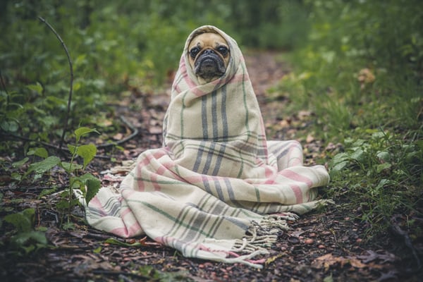 犬や猫は寒さに強い ペットの防寒について解説 Wepet プレミアムペットフード通販 犬や猫は寒さに強い ペットの防寒について解説 Wepet プレミアムペットフード通販