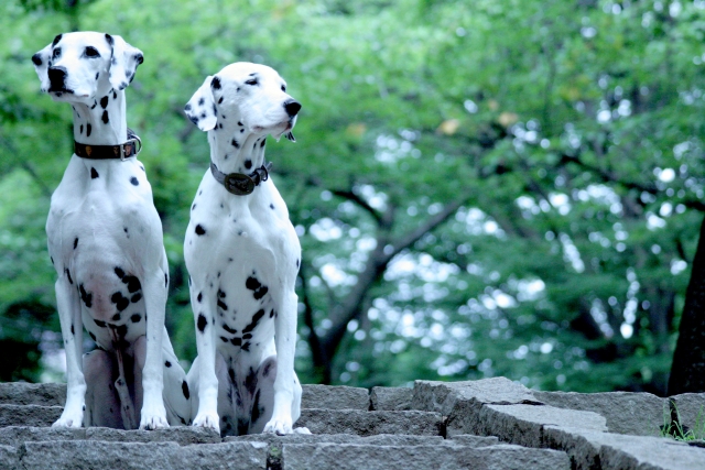 ダルメシアン編】犬種の特徴とおすすめのフードをご紹介 | WePet