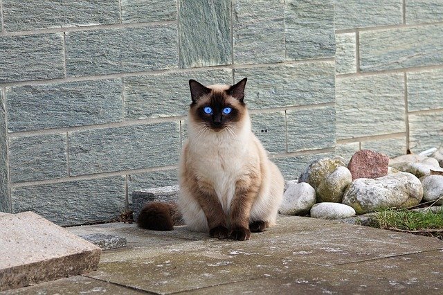 ヒマラヤン編】猫種の特徴とおすすめのフードをご紹介 | WePet